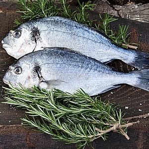 FRESH GILTHEAD BREAM & FILLETS