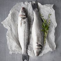 FRESH SEA BASS, & FILLETS