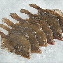 FRESH PLAICE FILLETS