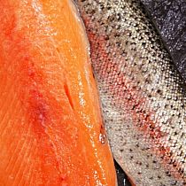 FRESH TROUT & FILLETS (sold each)